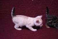 Kotka bengalska Iskra Aeni Bengal*Pl 