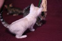 Kotka bengalska Iskra Aeni Bengal*Pl 