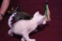 Kotka bengalska Iskra Aeni Bengal*Pl 