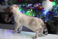 Kotka bengalska Iskra Aeni Bengal*Pl 