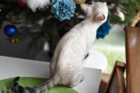 Kotka bengalska Iskra Aeni Bengal*Pl 