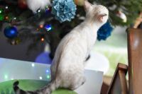 Kotka bengalska Iskra Aeni Bengal*Pl 