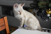 Kotka bengalska Iskra Aeni Bengal*Pl 