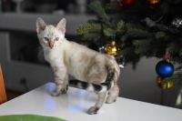 Kotka bengalska Iskra Aeni Bengal*Pl 