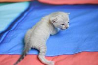 Kotka bengalska Iskra Aeni Bengal*Pl 