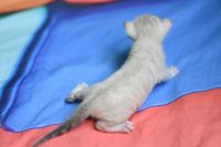 Kotka bengalska Iskra Aeni Bengal*Pl 