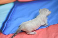 Kotka bengalska Iskra Aeni Bengal*Pl 