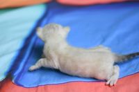 Kotka bengalska Iskra Aeni Bengal*Pl 