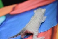 Kotka bengalska Iskra Aeni Bengal*Pl 