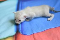 Kotka bengalska Iskra Aeni Bengal*Pl 