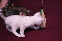 Kotka bengalska Iskra Aeni Bengal*Pl 