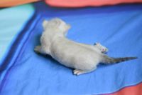 Kotka bengalska Iskra Aeni Bengal*Pl 