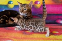 Kotka bengalska Jolanda Aeni Bengal*Pl 