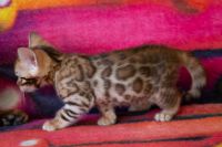 Kotka bengalska Jolanda Aeni Bengal*Pl 