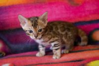 Kotka bengalska Jolanda Aeni Bengal*Pl 