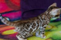 Kotka bengalska Jolanda Aeni Bengal*Pl 