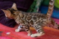 Kotka bengalska Jolanda Aeni Bengal*Pl 