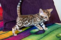 Kotka bengalska Jolanda Aeni Bengal*Pl 