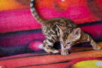 Kotka bengalska Jolanda Aeni Bengal*Pl 