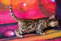 Kotka bengalska Jolanda Aeni Bengal*Pl 