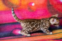 Kotka bengalska Jolanda Aeni Bengal*Pl 