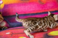 Kotka bengalska Jolanda Aeni Bengal*Pl 