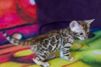 Kotka bengalska Jolanda Aeni Bengal*Pl 