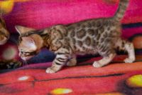 Kotka bengalska Jolanda Aeni Bengal*Pl 