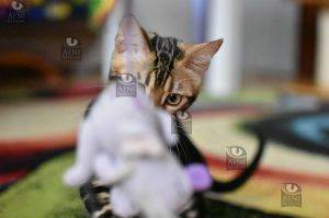 Kot bengalski Loki Aeni Bengal*Pl