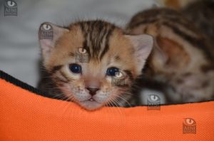 Kocięta bengalskie Aeni Bengal*Pl