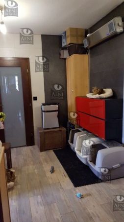 Daikin Ururu w hodowli kotów bengalskich Aeni Bengal*Pl